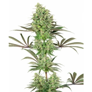 White Label - Double Banana Kush