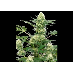 White Label - Wedding Cheesecake