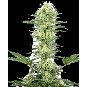 White Label - White Gorilla Haze