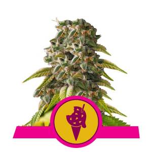 Royal Queen Seeds - Cookies Gelato