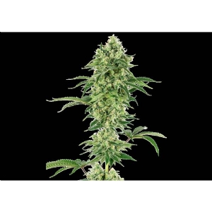 White Label - Nicole Hindu Kush