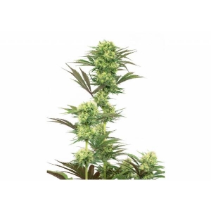 White Label - Guava Jelly