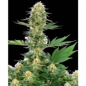 White Label - Gelato #420