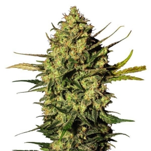 White Label - Master Kush Auto