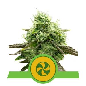 Royal Queen Seeds - Sweet ZZ USA (Premium) Auto