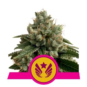 Royal Queen Seeds - Legendary Og Punch (Ex Legendary Punch )
