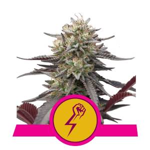 Royal Queen Seeds - Green Crack Punch
