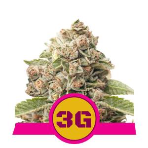 Royal Queen Seeds - Triple G (USA)