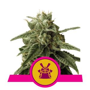 Royal Queen Seeds - Shogun