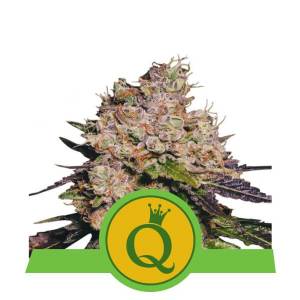 Royal Queen Seeds - Purple Queen (USA) Auto