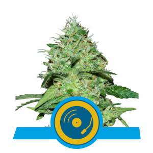 Royal Queen Seeds - Joanne s CBD