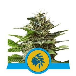 Royal Queen Seeds - Tatanka Pure CBD