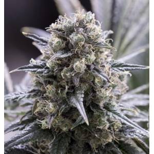 Dinafem - Dinamed CBD Quick