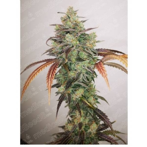 Medical Seeds - Y Griega CBD 2.0