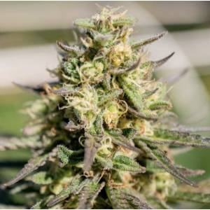Platinium Seeds - Caramel Pinaz - 10 fem