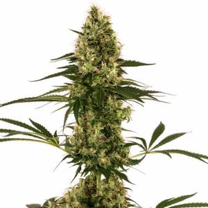 Sensi Seeds - Blue Bullet Auto