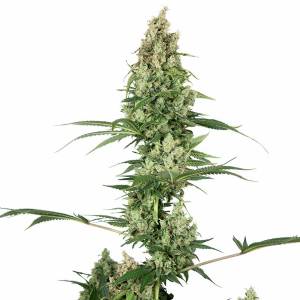 Sensi Seeds - Silver Fire