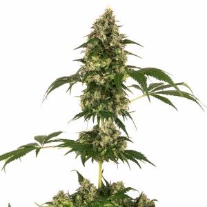 Sensi Seeds - Cobalte Haze