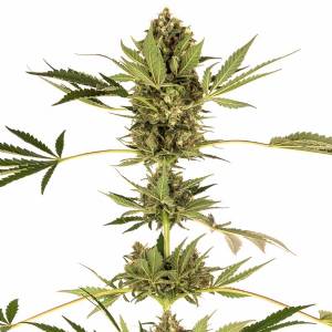 Sensi Seeds - Himalayan CBD