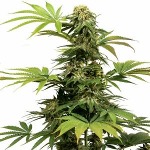 Sensi Seeds - Black Harlequin