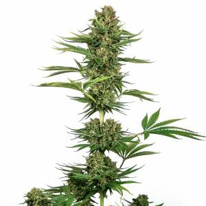 Sensi Seeds - Satin Black Domina CBD