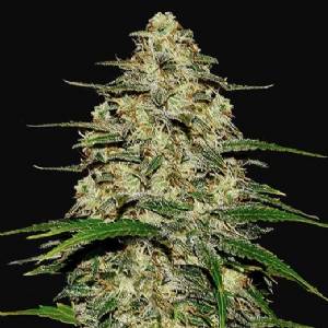 Fast Buds - Wedding Cheesecake