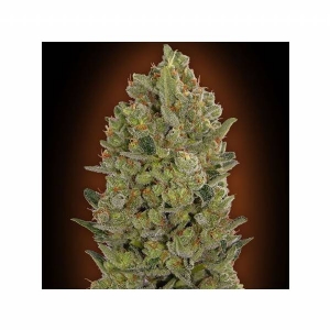 00 Seeds - Hashchis (Ex Cheese)