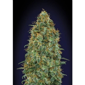 00 Seeds - Blueberry