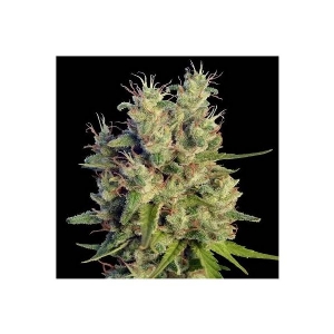 Ace Seeds - Super Malawi Haze