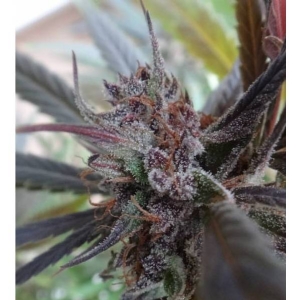 Ace Seeds - Haze x Kali China