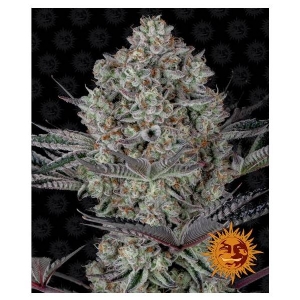 Barney s Farm - Dos Si Dos 33