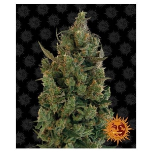 Barney s Farm - Blueberry Cheese (ex Blue Cheese)