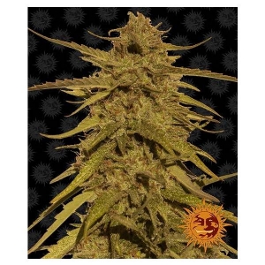 Barney s Farm - Pineapple Haze