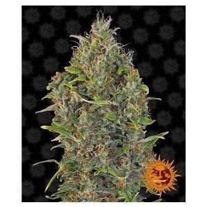 Barney s Farm - Critical Kush Auto