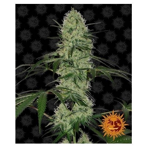 Barney s Farm - Tangerine Dream Auto