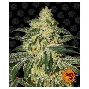 Barney s Farm - Afghan Hash Plant Regolare