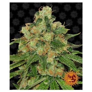 Barney s Farm - CBD Caramel