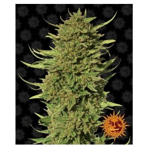 Barney s Farm - Critical Kush Regolare