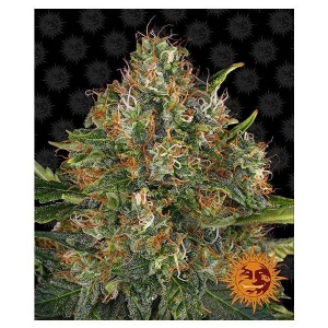 Barney s Farm - G13 Haze