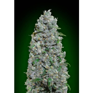 00 Seeds - Afghan Mass XXL Auto
