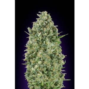 00 Seeds - Critical Poison