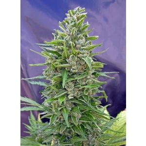 00 Seeds - Autofloracion Mix