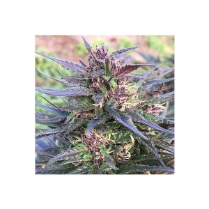 Ace Seeds - Honduras Breeze