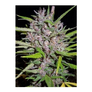 Ace Seeds - Honduras x Panama