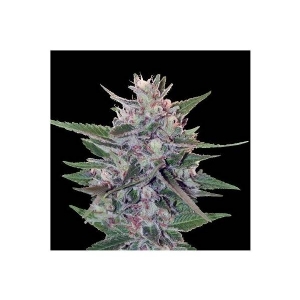 Ace Seeds - Hash Plant S1