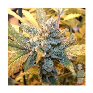 Big Buddha Seeds - Blue Cheese
