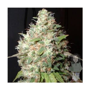 Big Buddha Seeds - Bubble Cheese