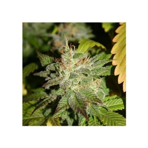 Big Buddha Seeds - Buddha Kush OG