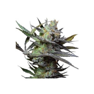 Big Buddha Seeds - King Kong
