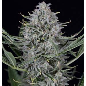 Dinafem - Cookies Auto